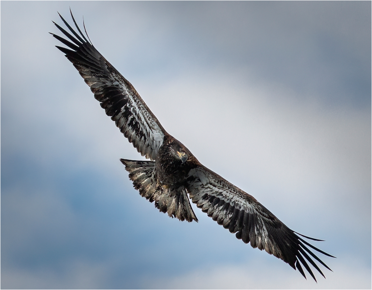 Nowak Mirek Juvenile Bald Eagle Nature   Ornithological   Class A 20260225